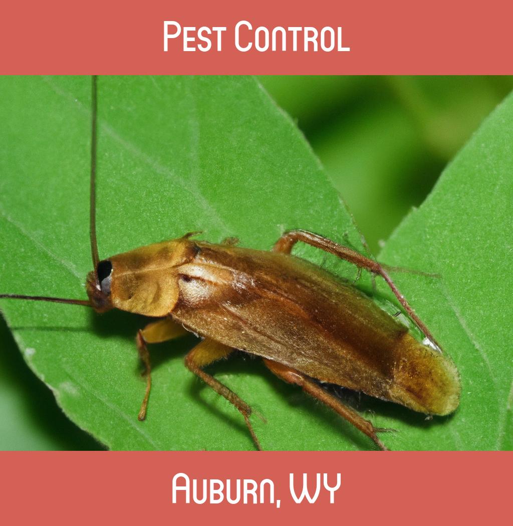 pest control in Auburn Wyoming