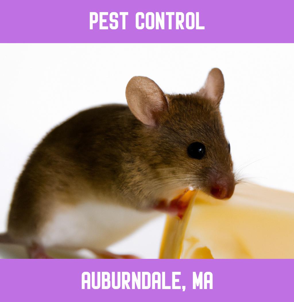 pest control in Auburndale Massachusetts