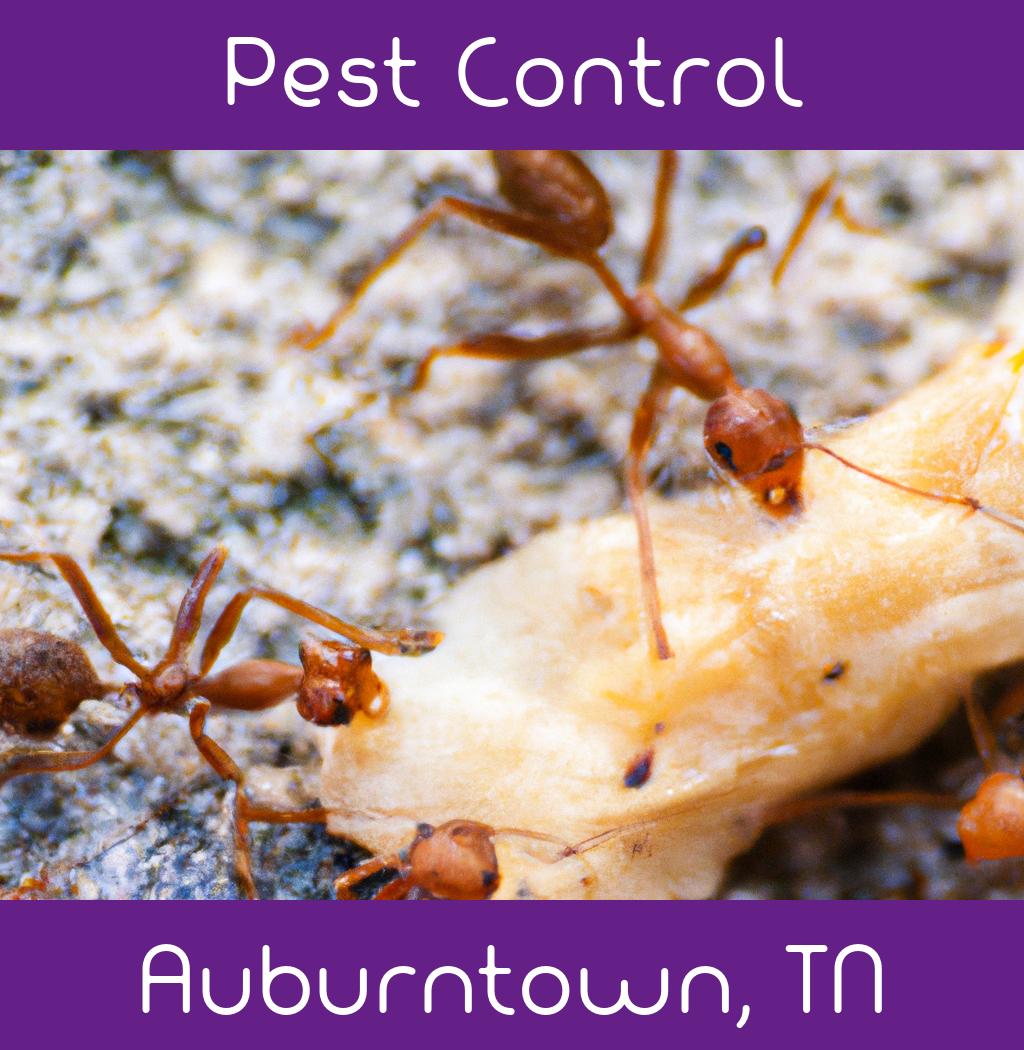 pest control in Auburntown Tennessee