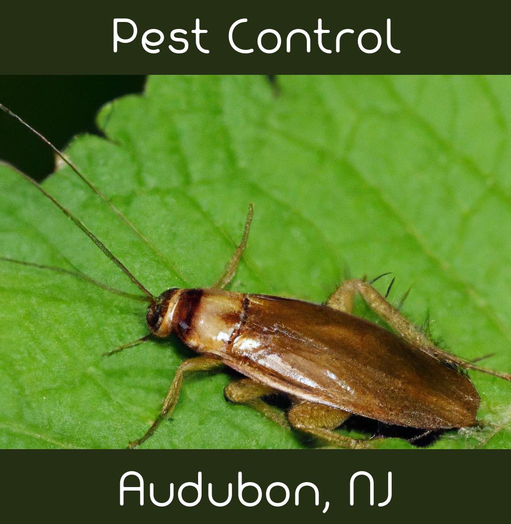 pest control in Audubon New Jersey