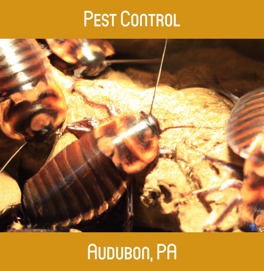 pest control in Audubon Pennsylvania