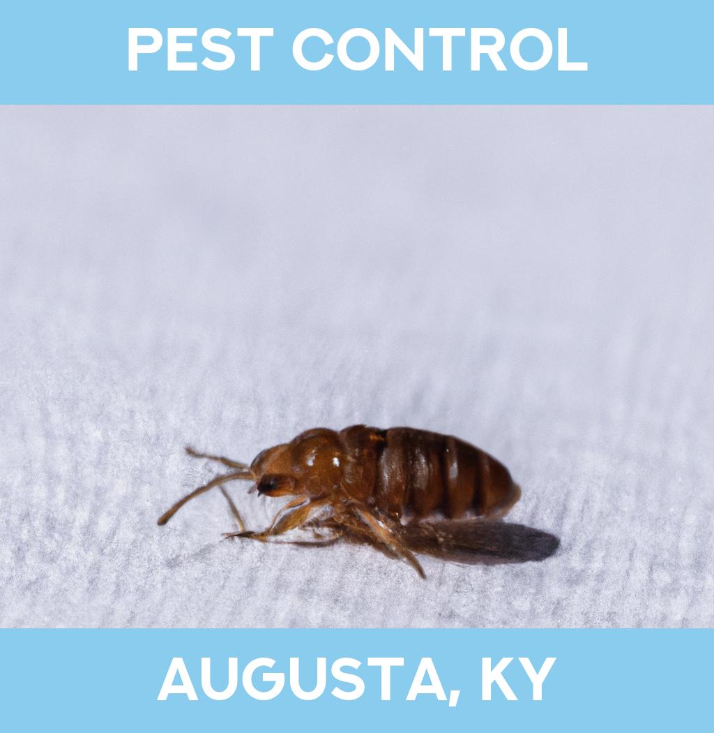 pest control in Augusta Kentucky