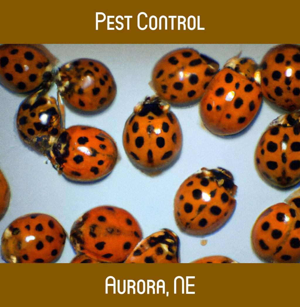 pest control in Aurora Nebraska