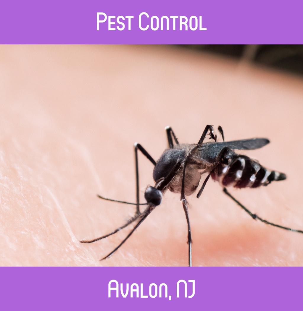 pest control in Avalon New Jersey