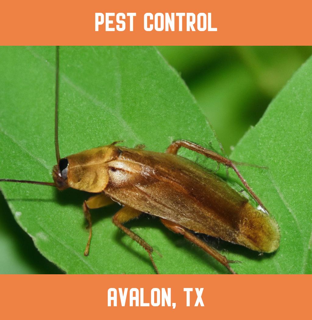 pest control in Avalon Texas