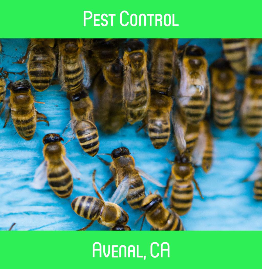 pest control in Avenal California