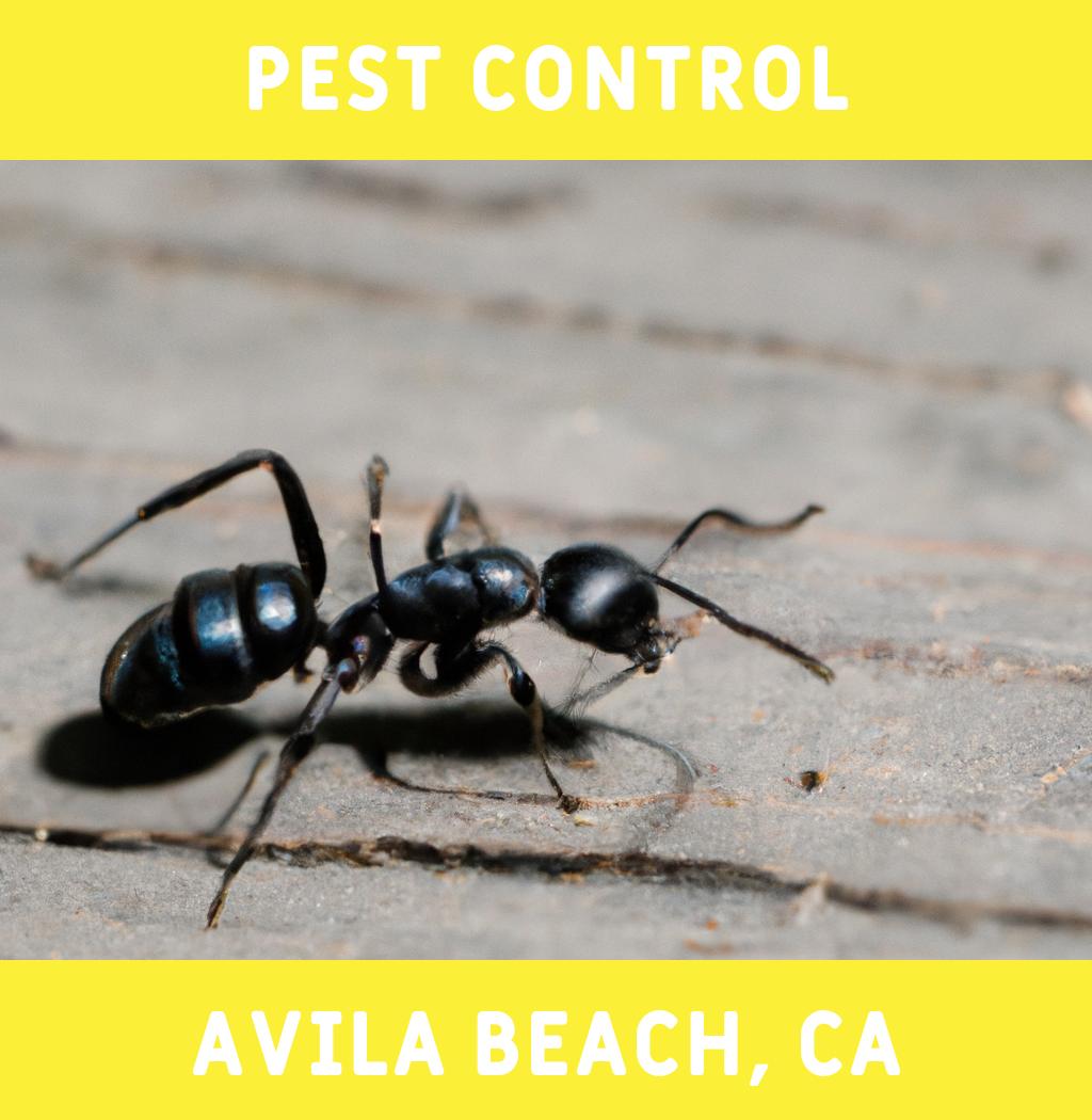 pest control in Avila Beach California