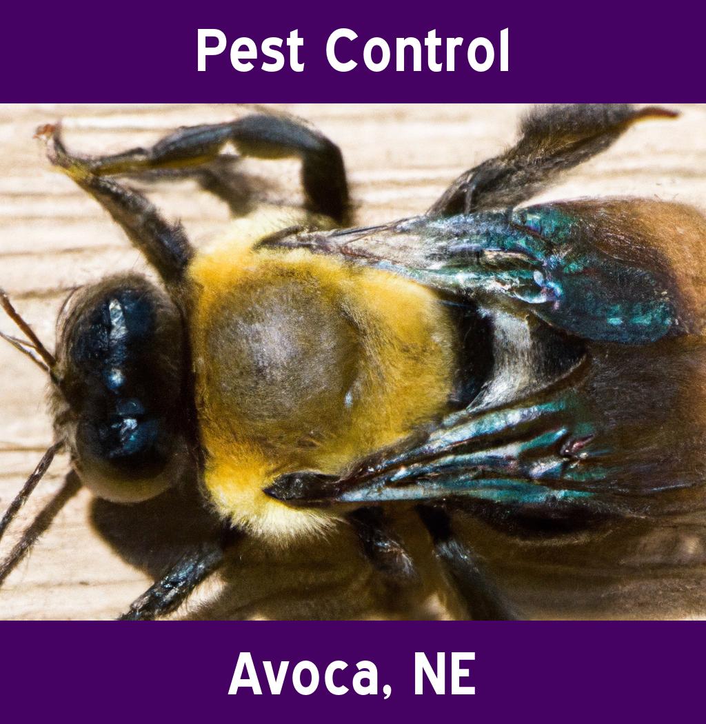 pest control in Avoca Nebraska