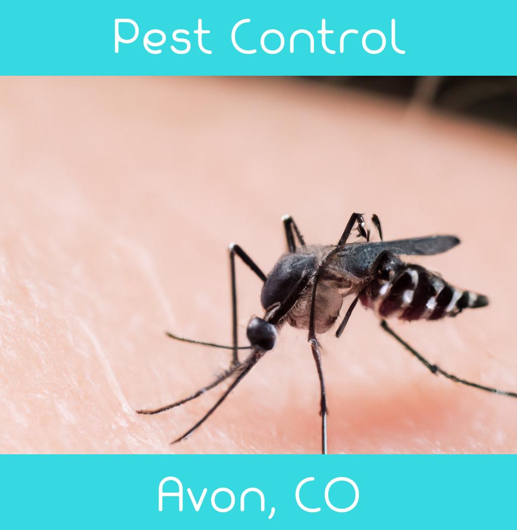 pest control in Avon Colorado