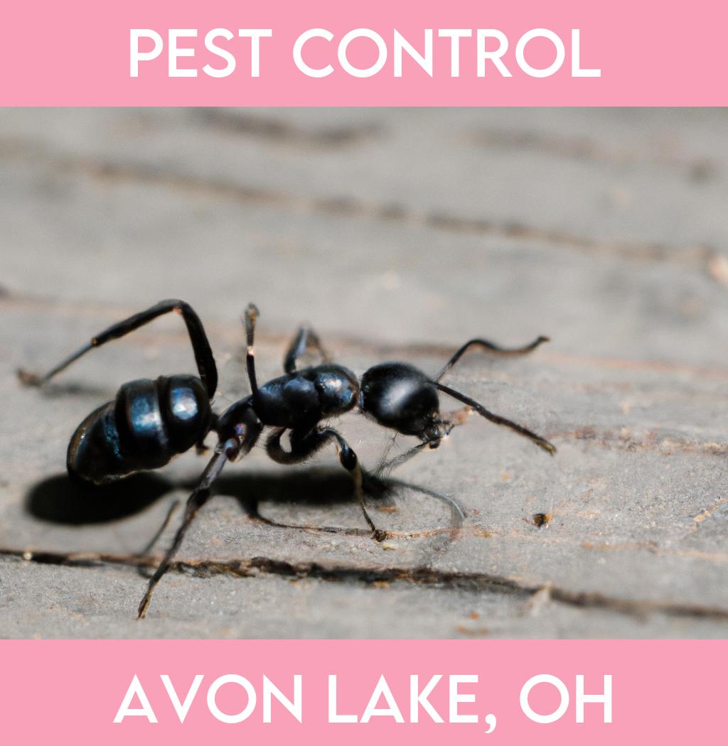 pest control in Avon Lake Ohio