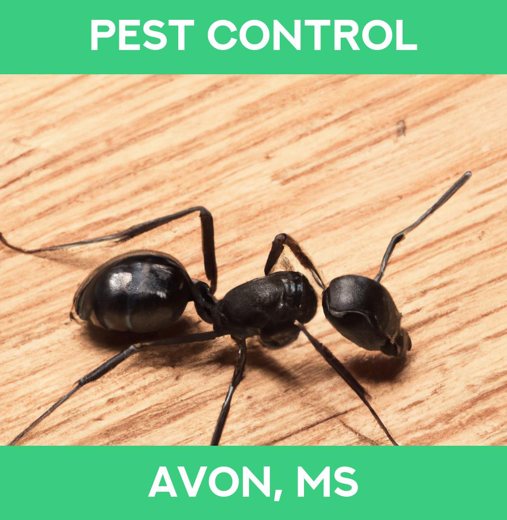 pest control in Avon Mississippi