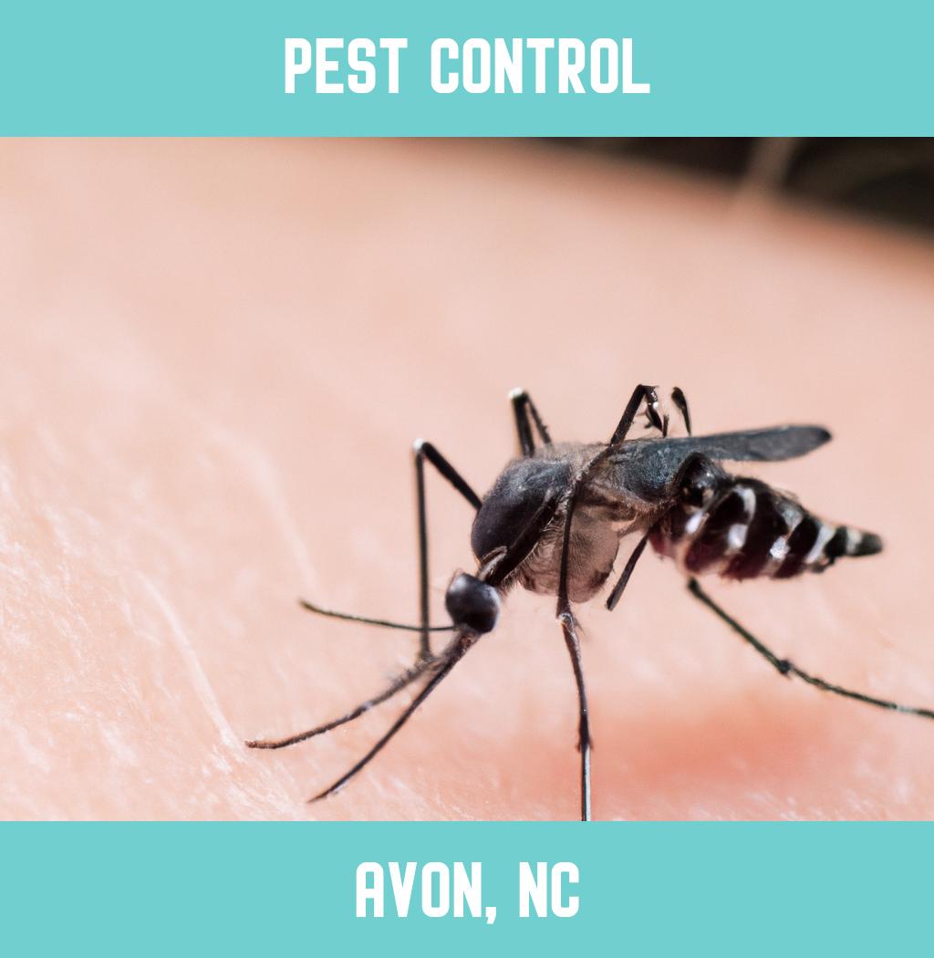 pest control in Avon North Carolina