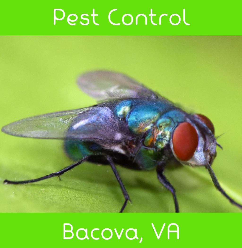 pest control in Bacova Virginia