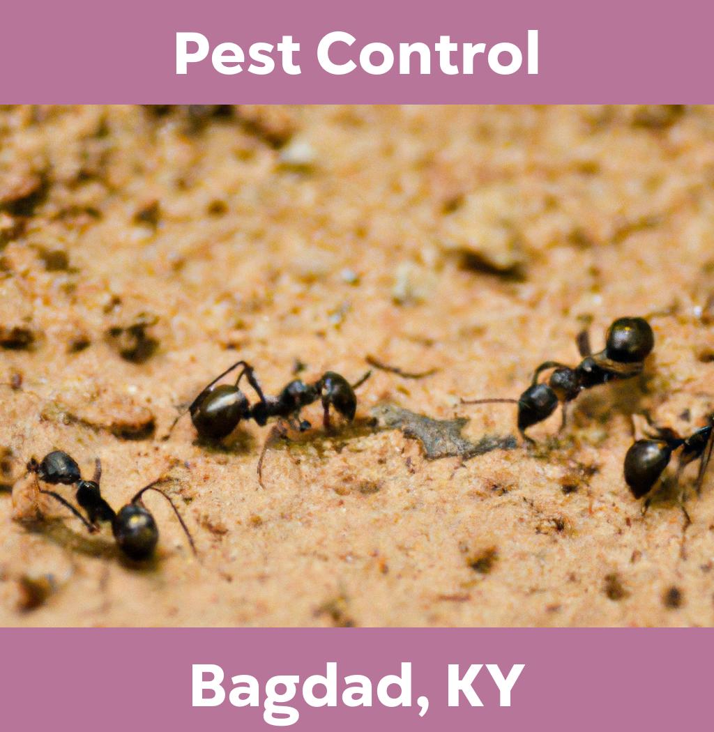 pest control in Bagdad Kentucky