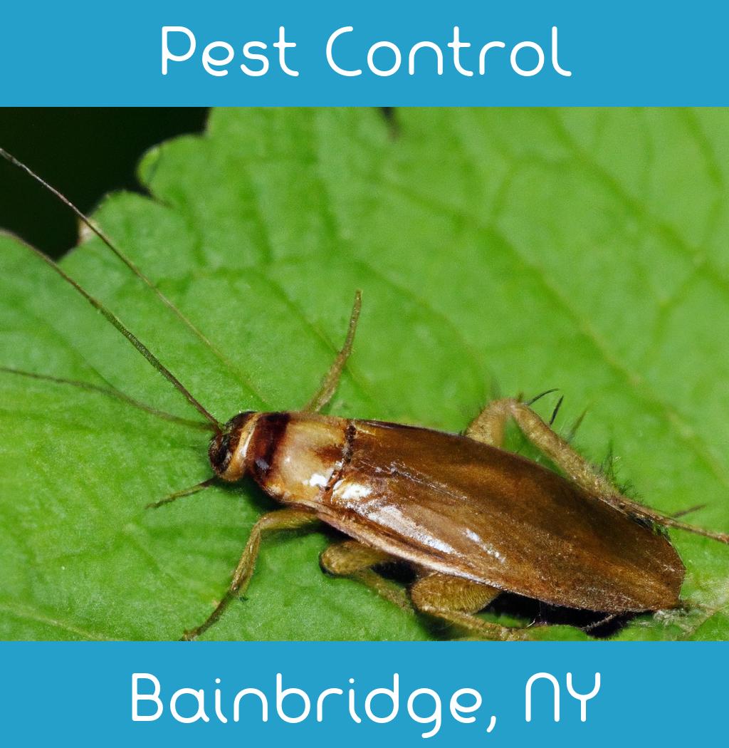 pest control in Bainbridge New York