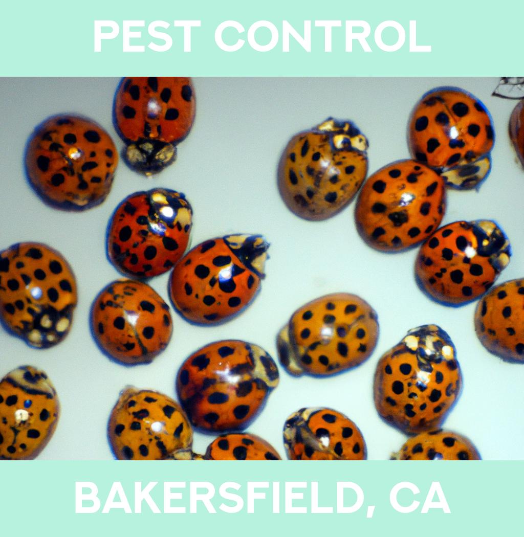 pest control in Bakersfield California