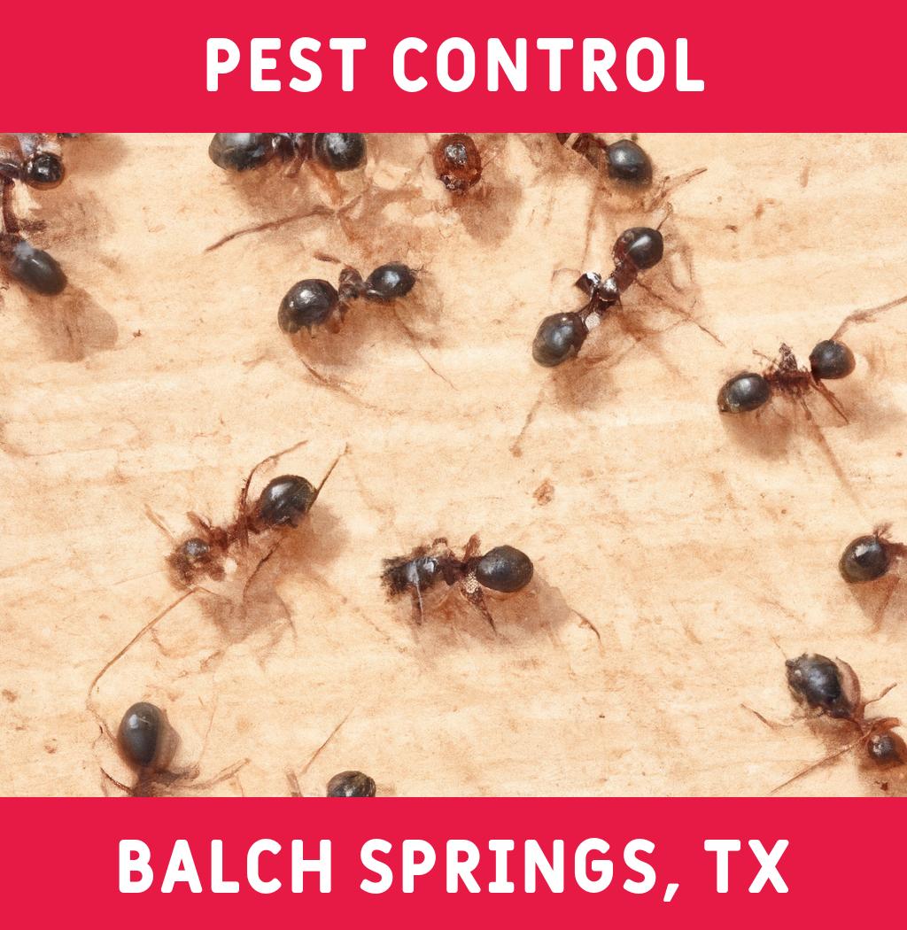 pest control in Balch Springs Texas