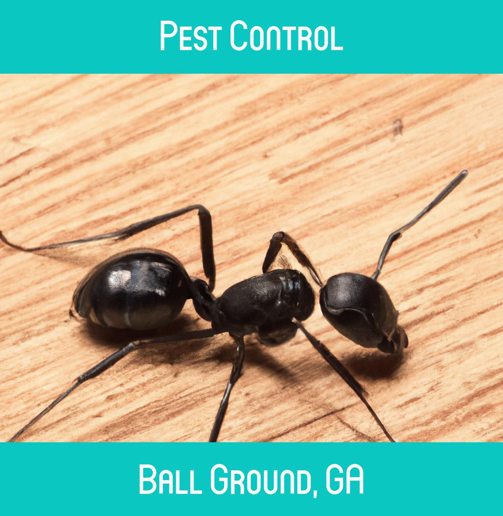 pest control in Ball Ground Georgia