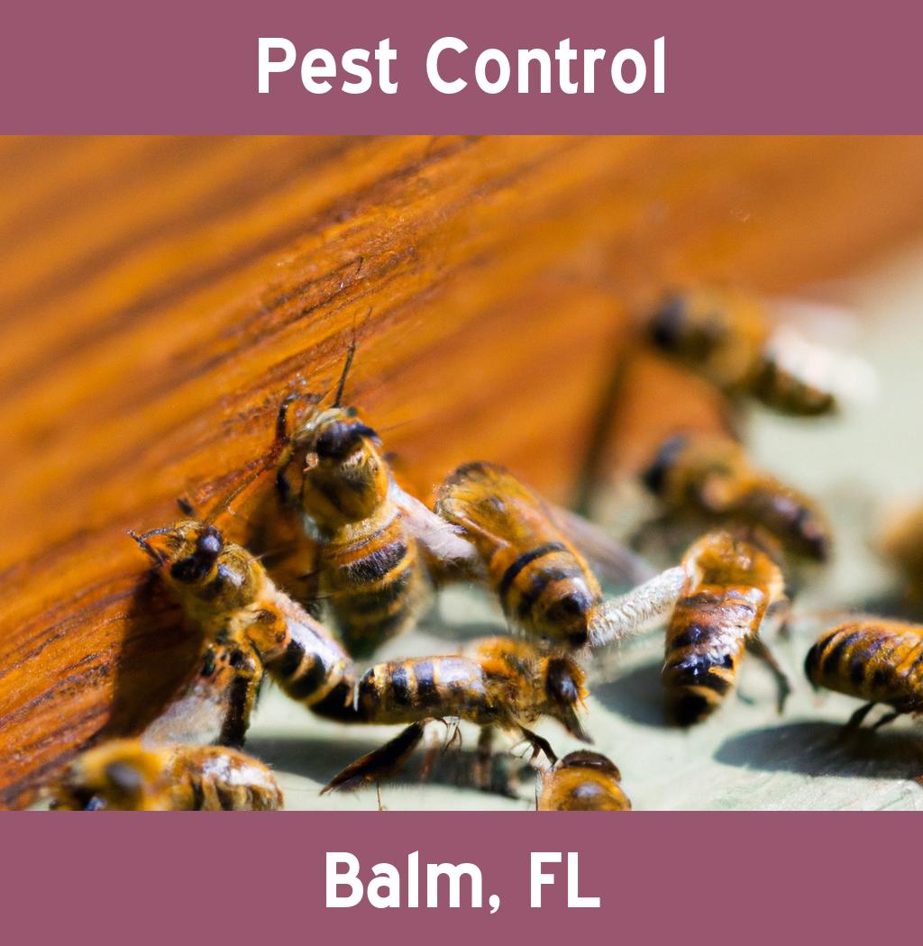 pest control in Balm Florida