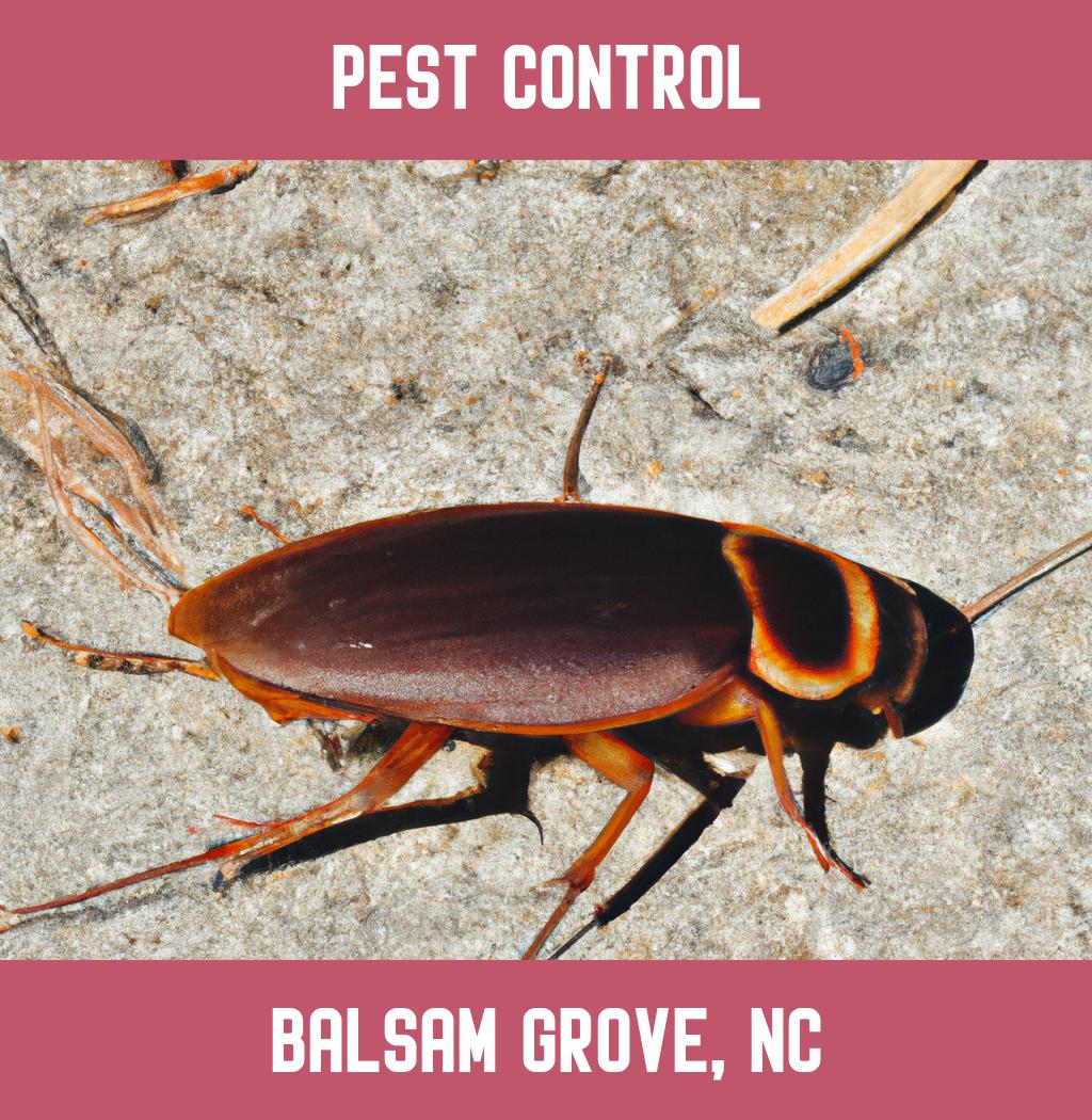 pest control in Balsam Grove North Carolina