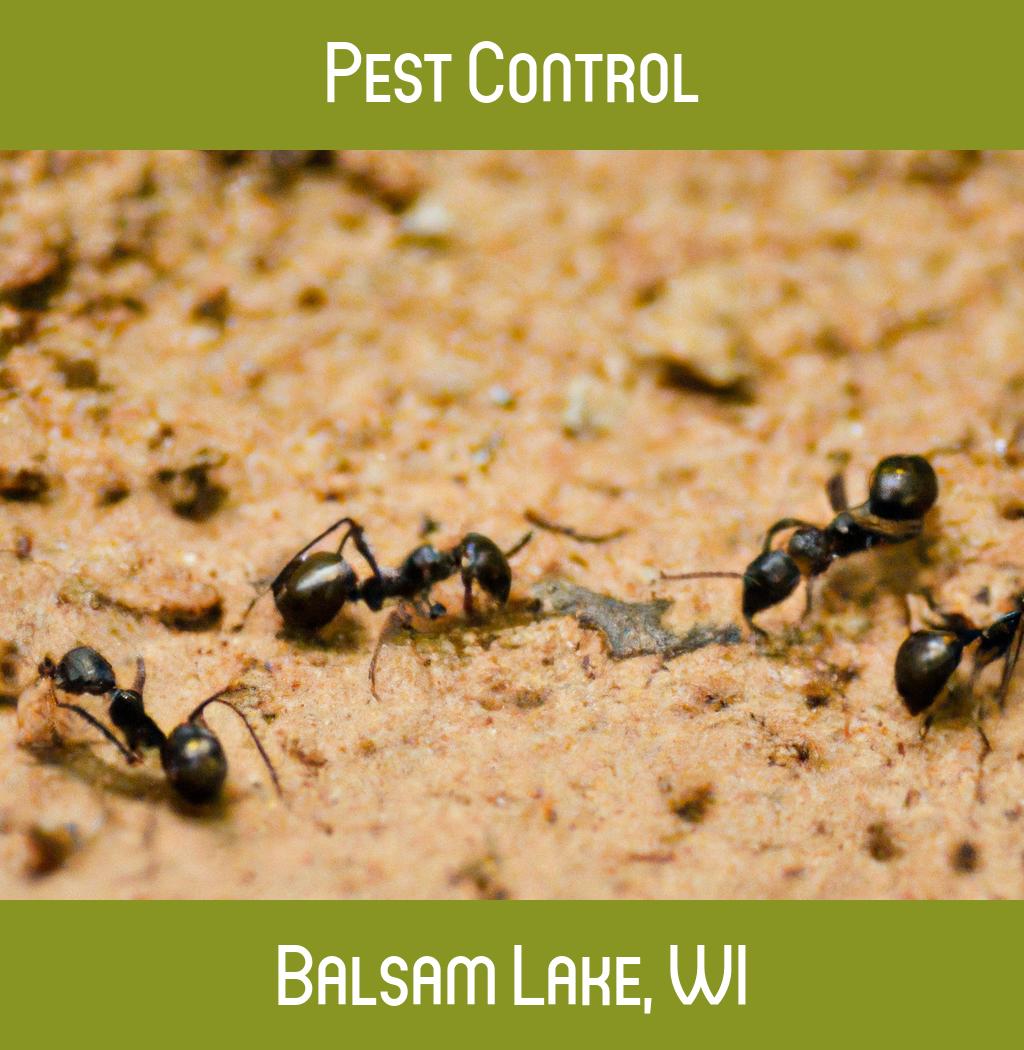 pest control in Balsam Lake Wisconsin