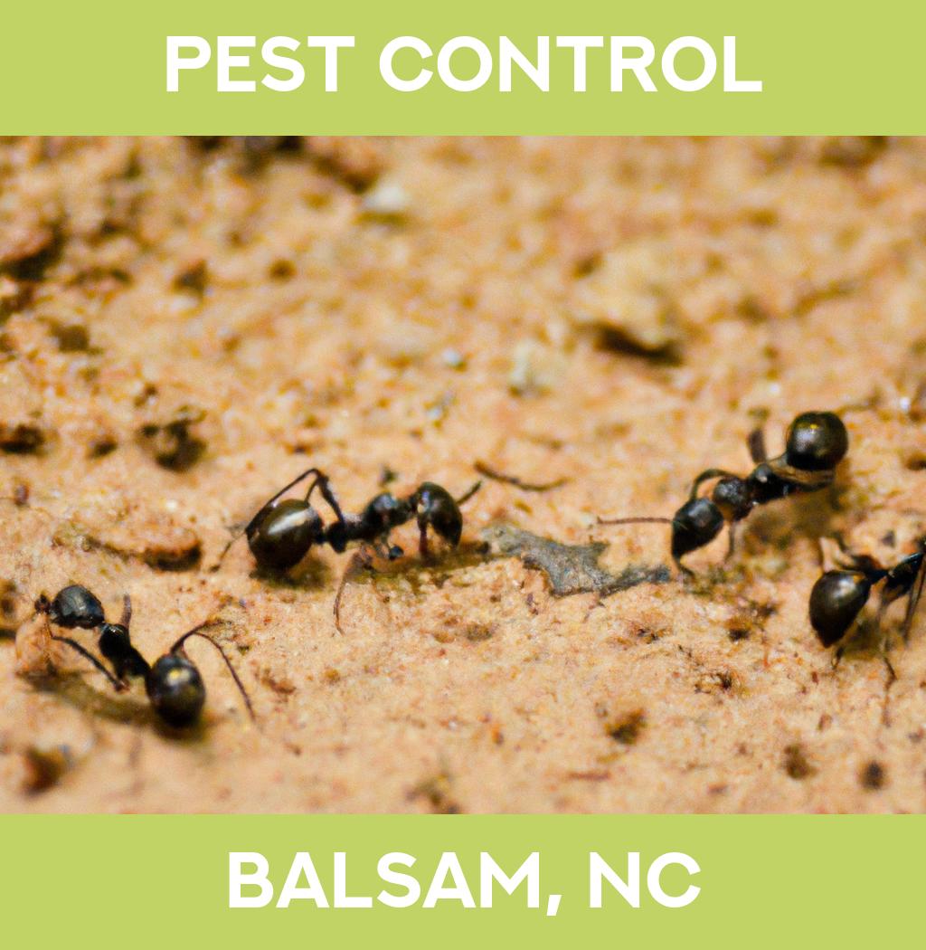 pest control in Balsam North Carolina