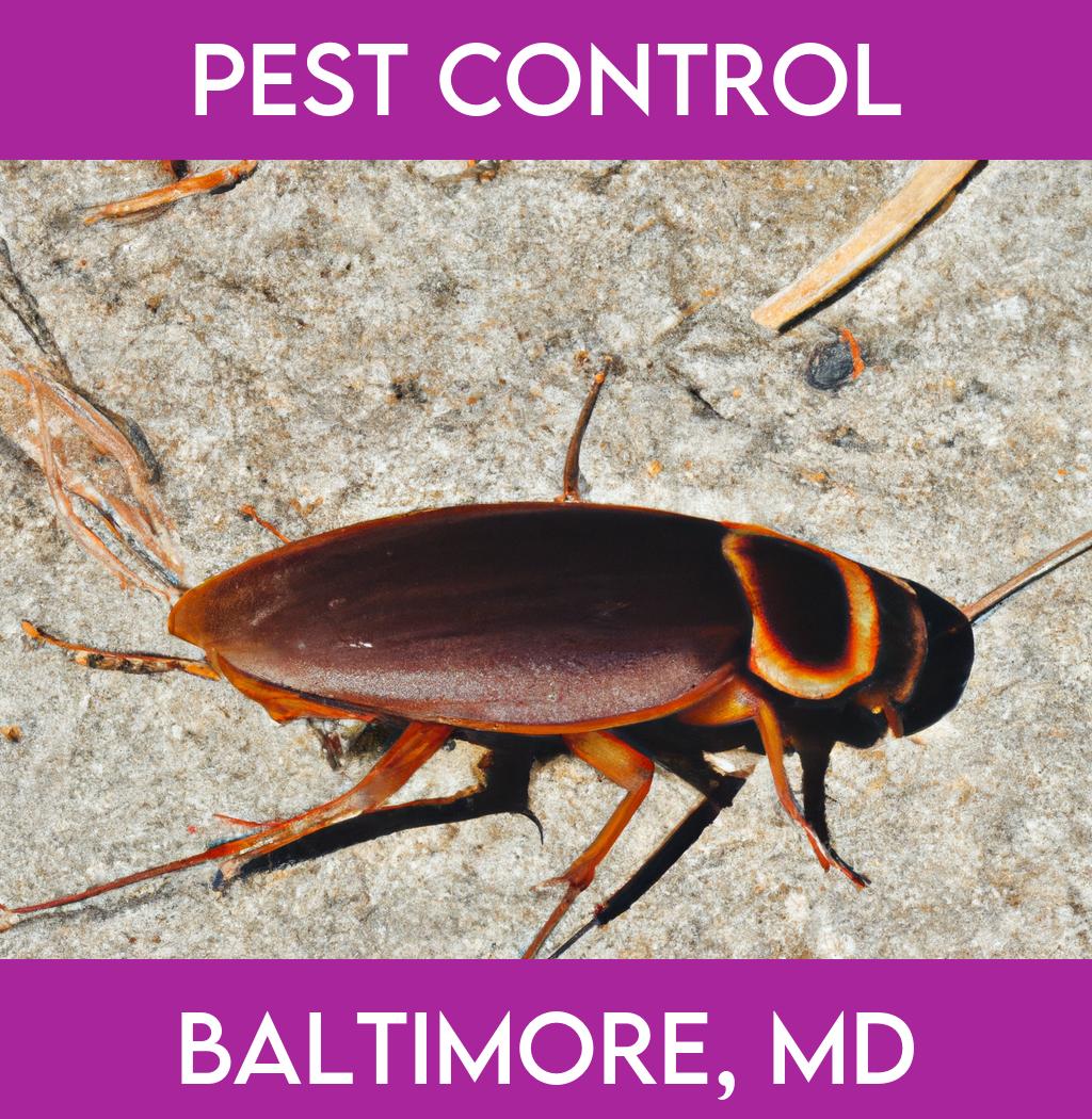 pest control in Baltimore Maryland