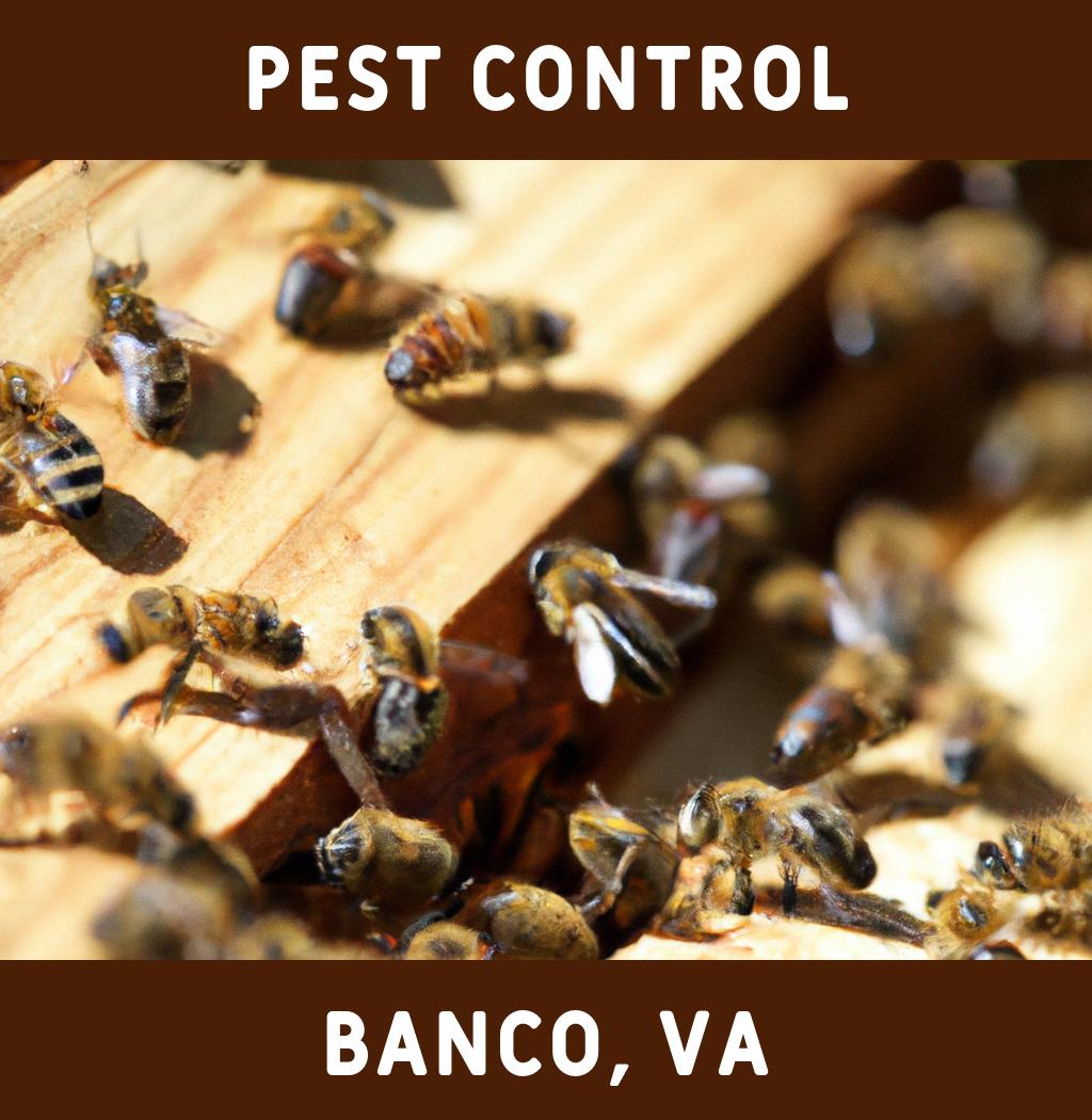 pest control in Banco Virginia