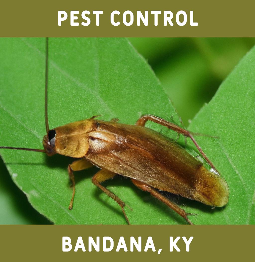 pest control in Bandana Kentucky