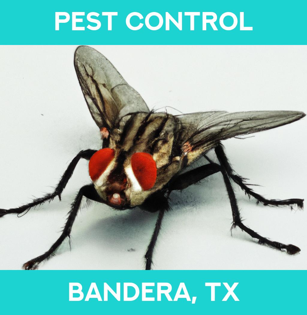 pest control in Bandera Texas