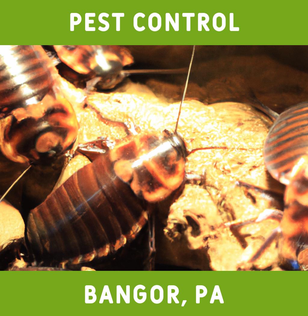pest control in Bangor Pennsylvania