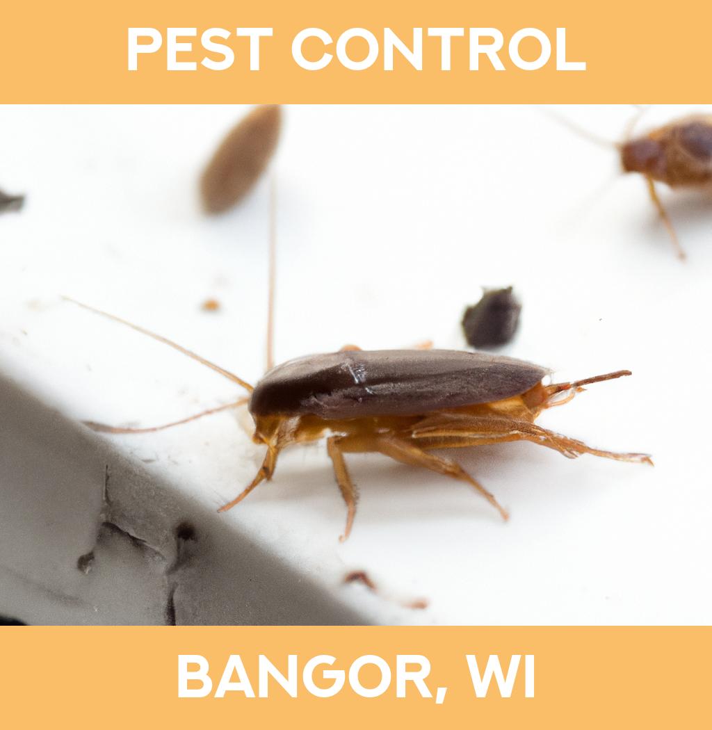 pest control in Bangor Wisconsin