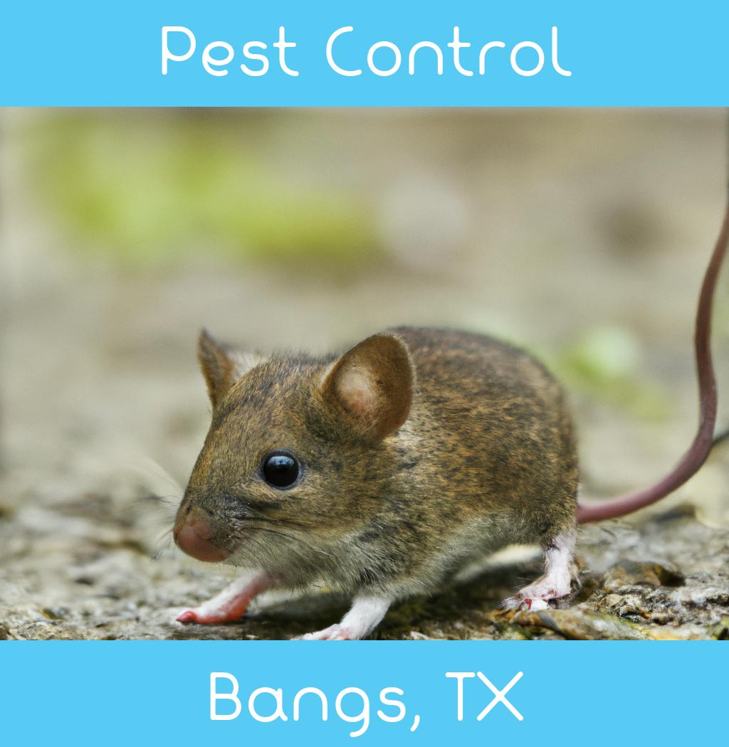 pest control in Bangs Texas