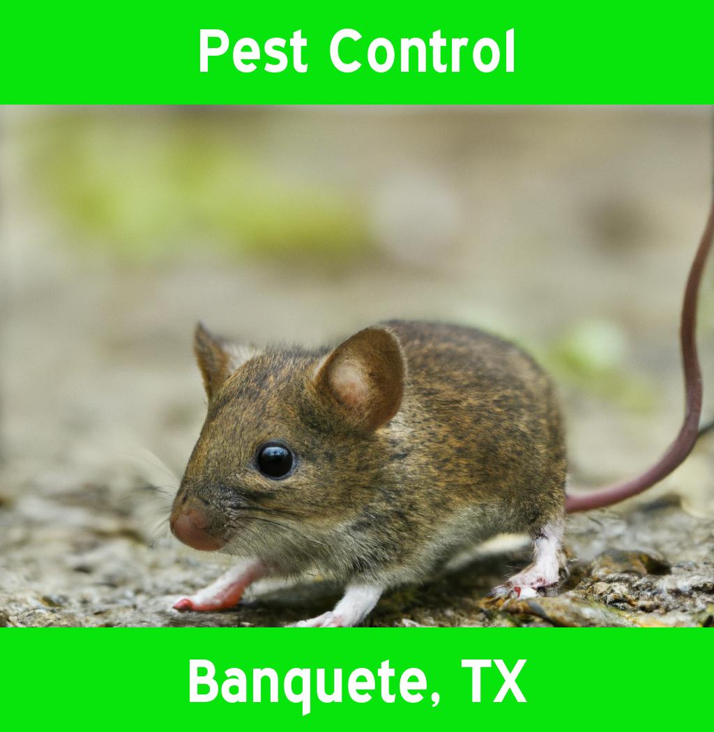 pest control in Banquete Texas
