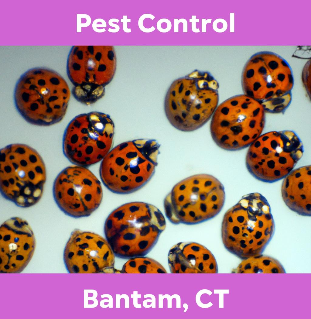 pest control in Bantam Connecticut