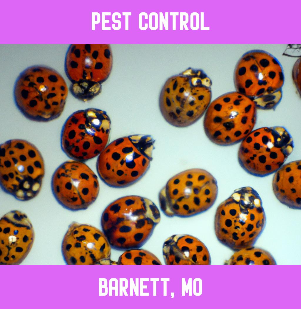 pest control in Barnett Missouri
