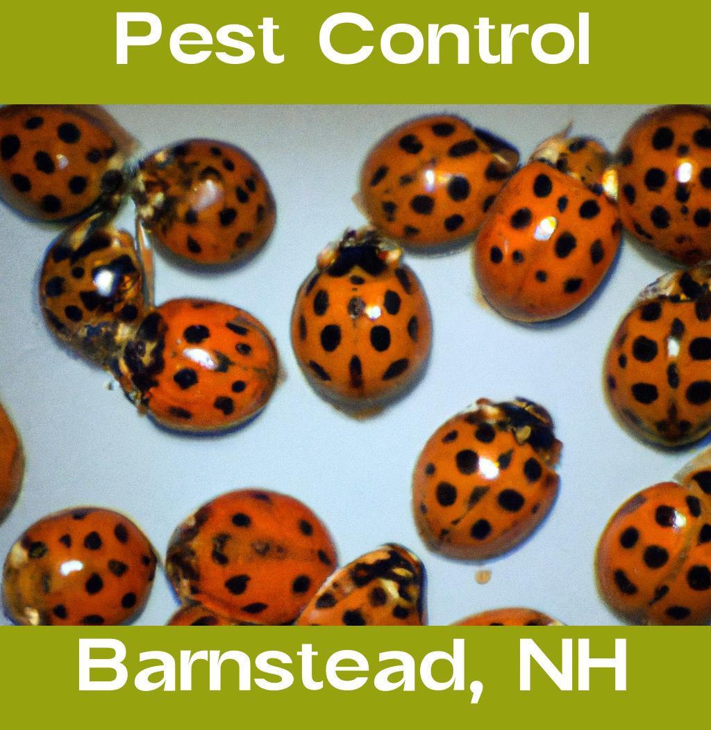 pest control in Barnstead New Hampshire