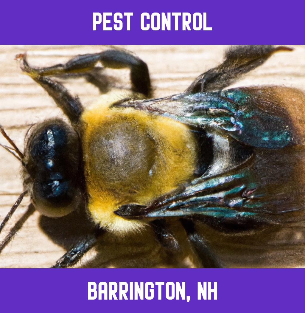 pest control in Barrington New Hampshire