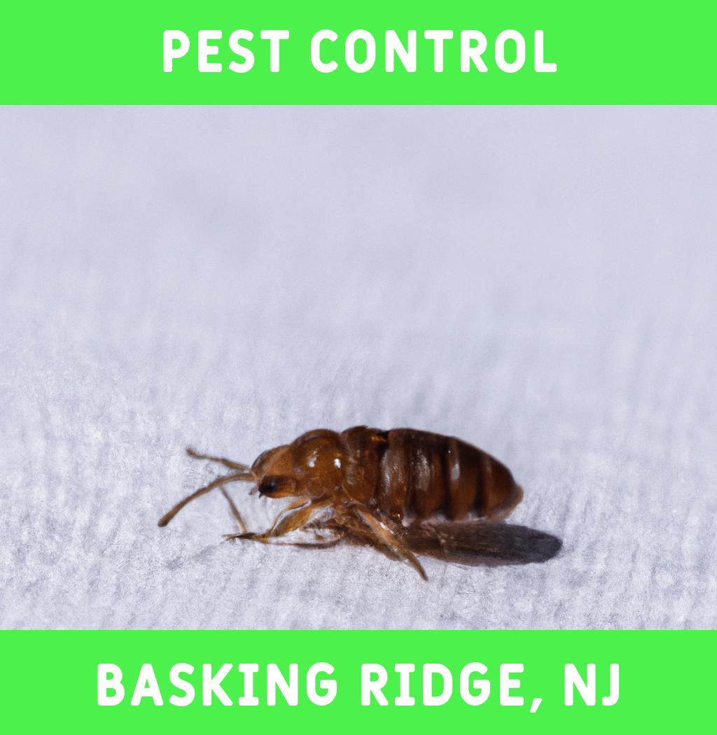 pest control in Basking Ridge New Jersey