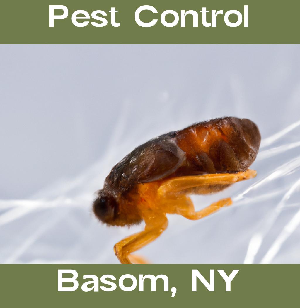 pest control in Basom New York