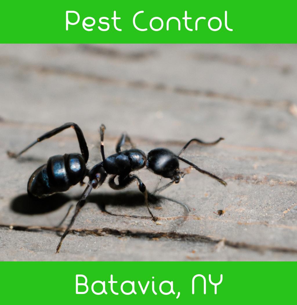 pest control in Batavia New York