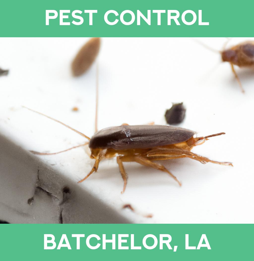pest control in Batchelor Louisiana