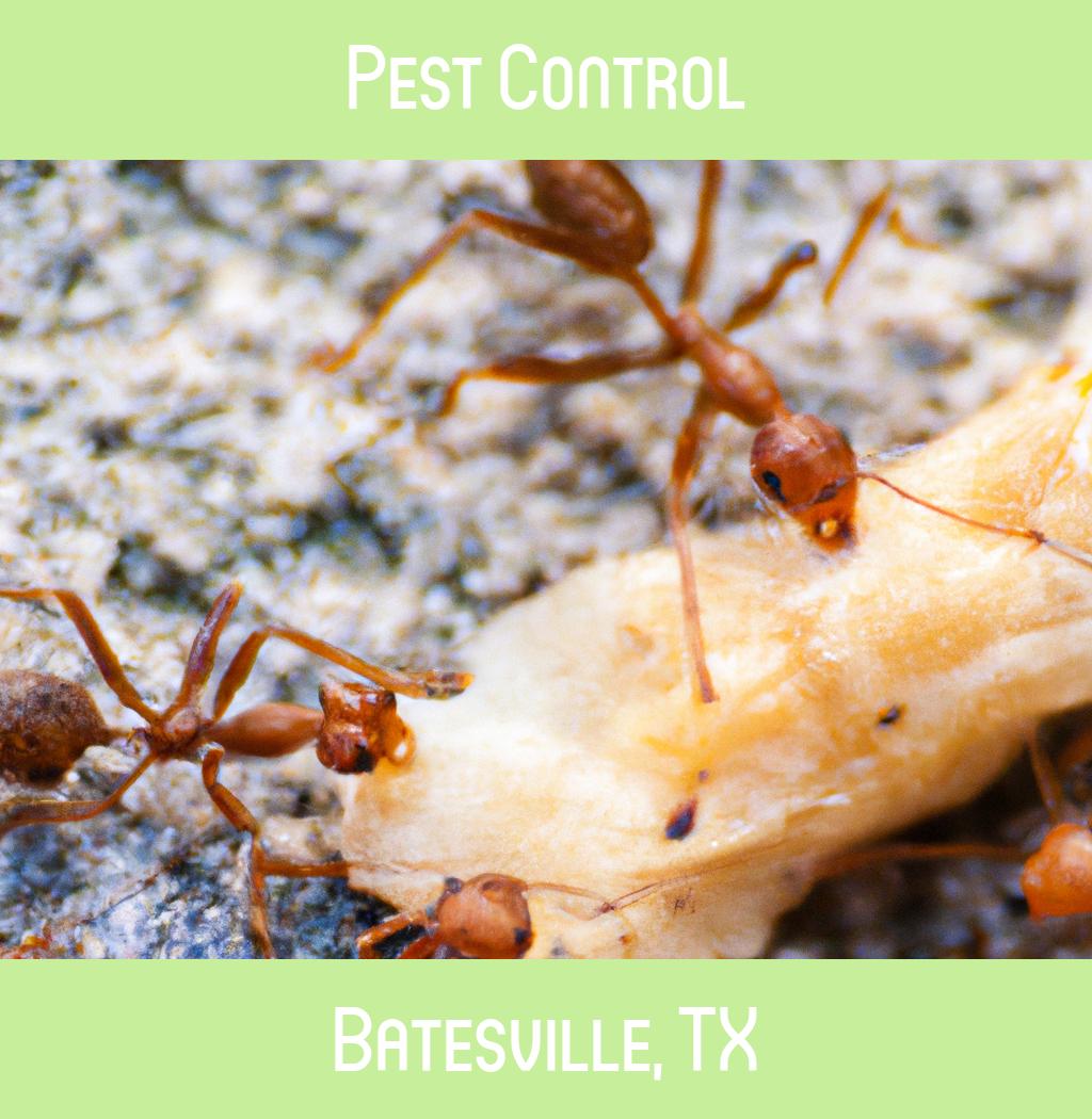 pest control in Batesville Texas