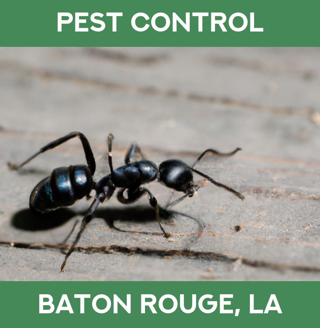 pest control in Baton Rouge Louisiana