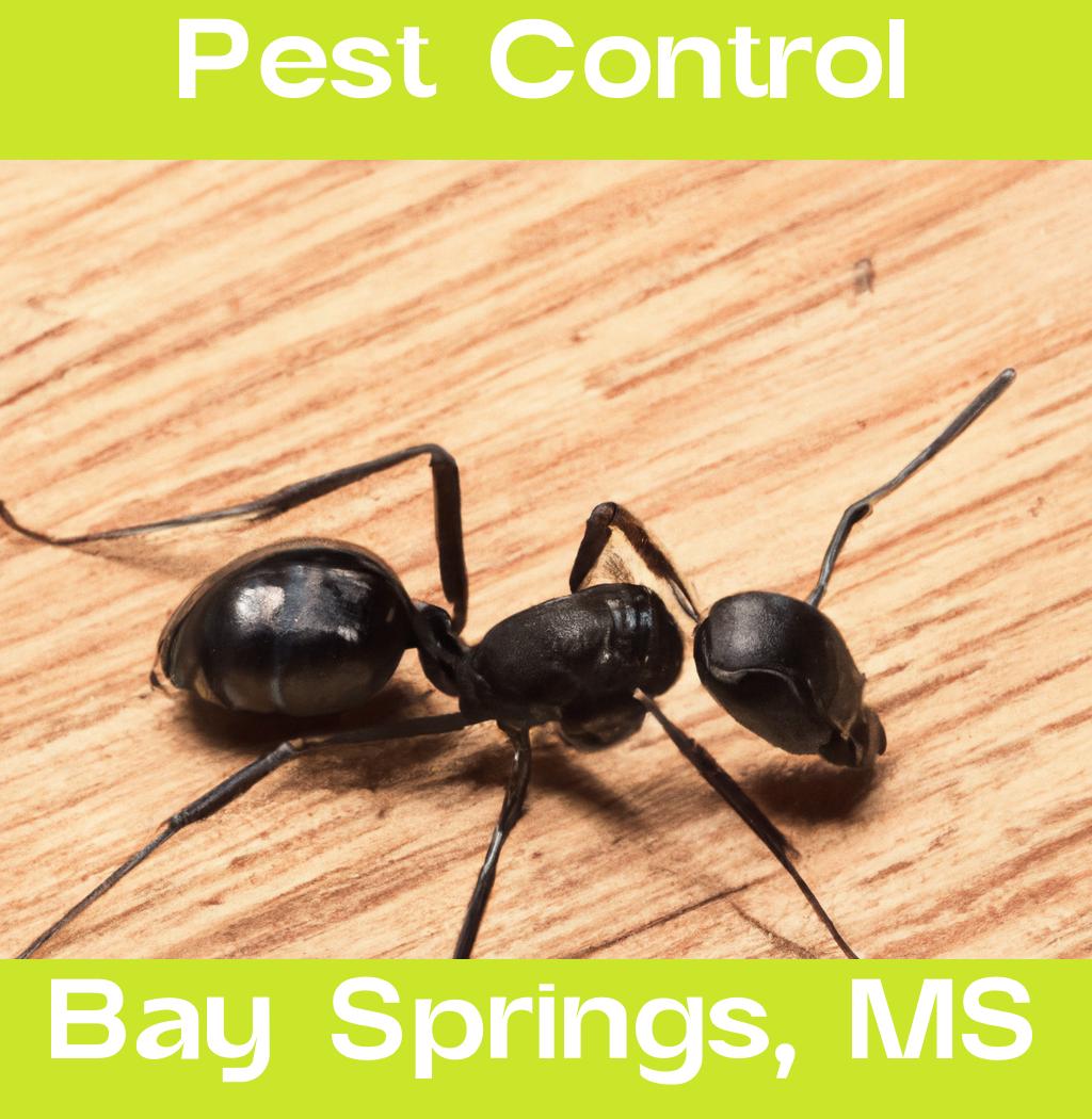 pest control in Bay Springs Mississippi