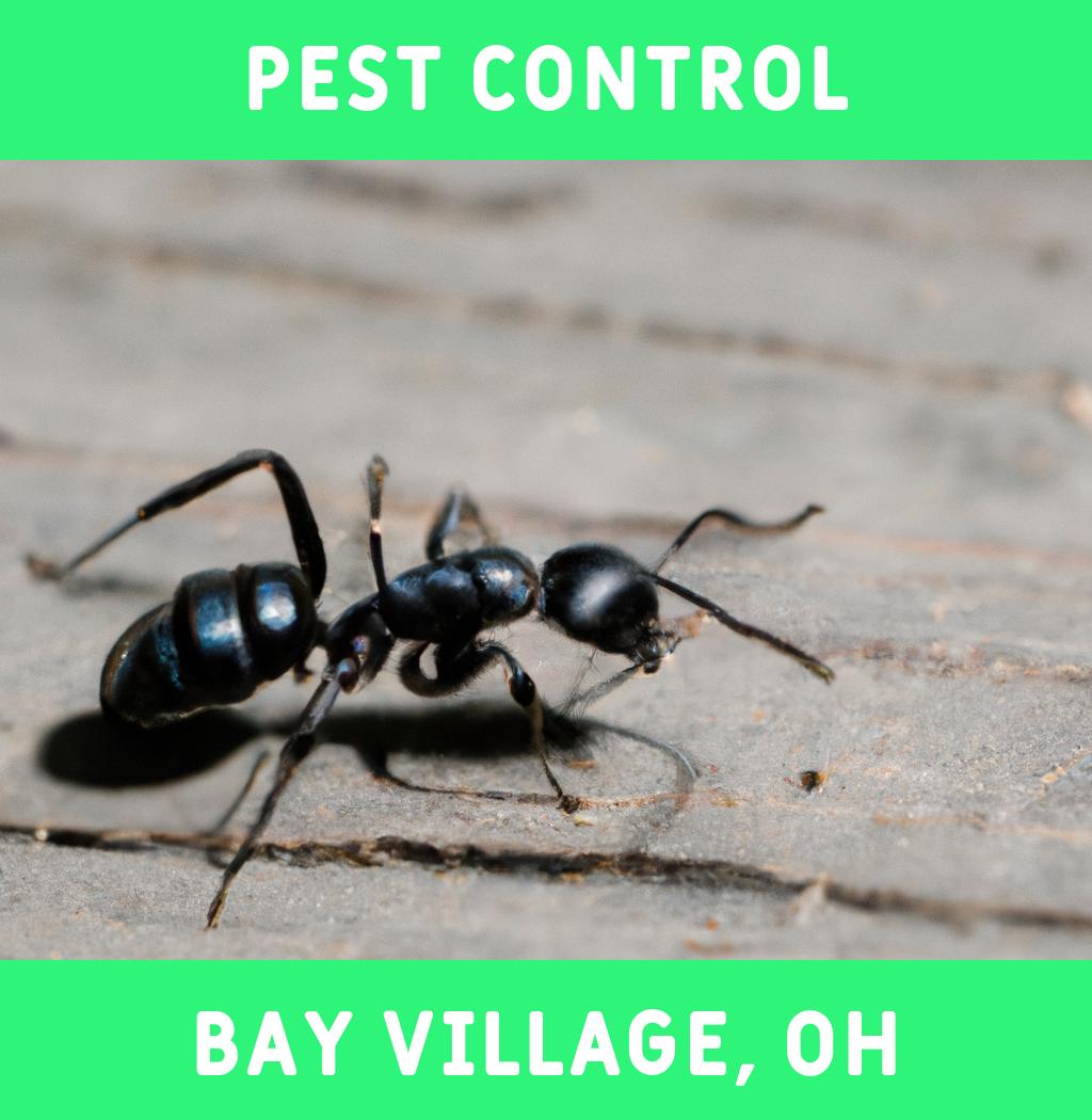pest control in Bay Village Ohio