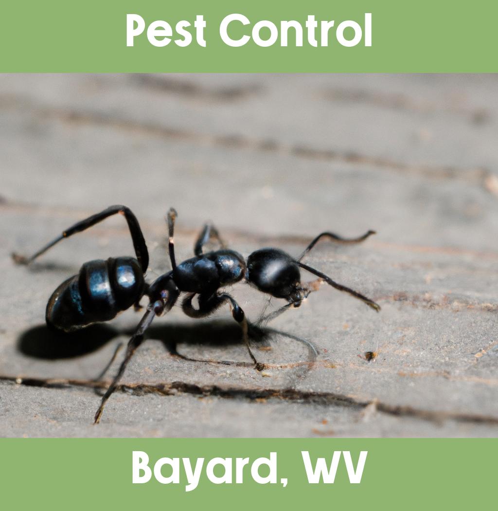 pest control in Bayard West Virginia