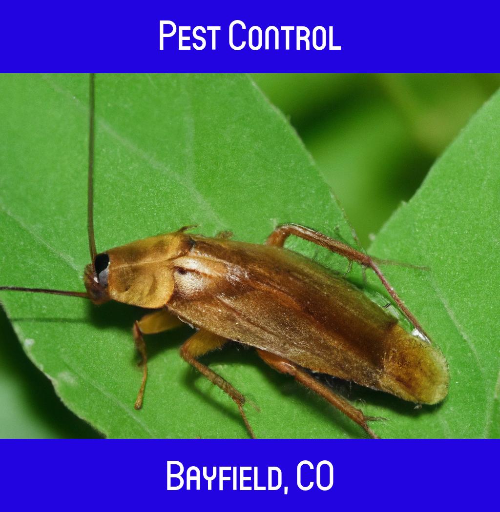 pest control in Bayfield Colorado