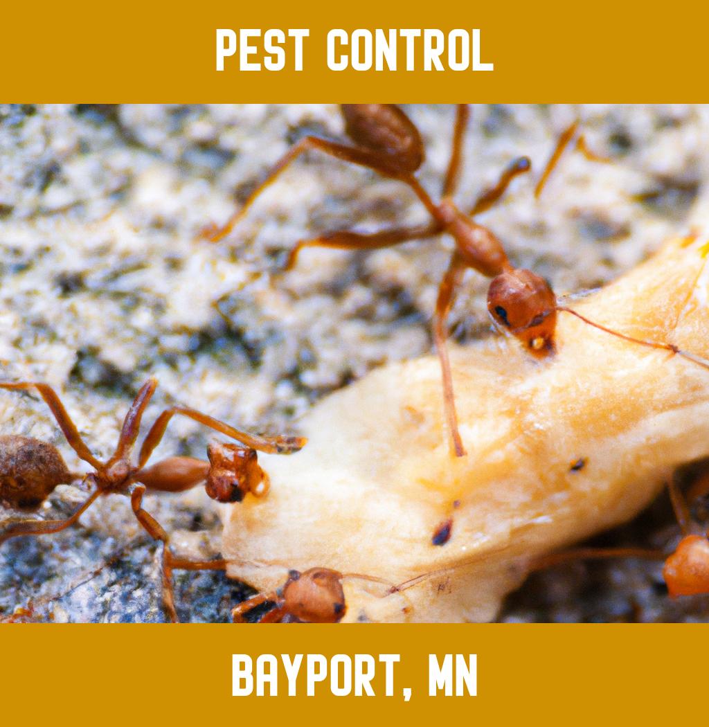pest control in Bayport Minnesota
