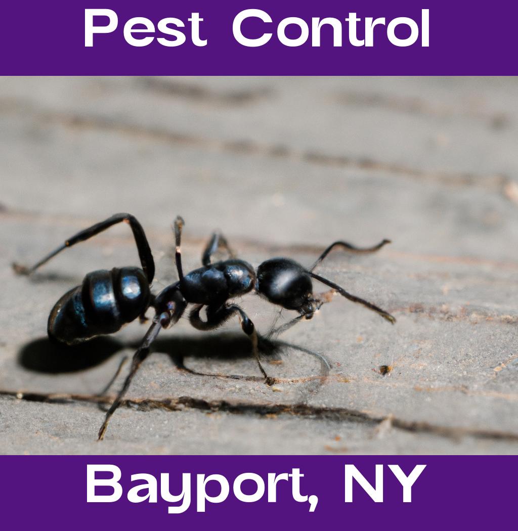pest control in Bayport New York
